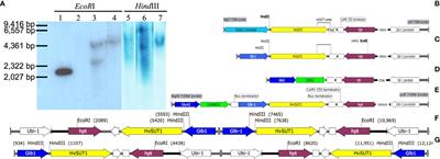 An accurate, reliable, and universal qPCR method to identify homozygous single insert T-DNA with the example of transgenic rice